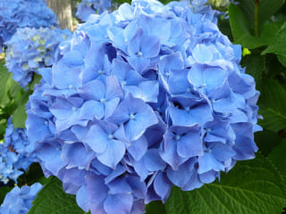 Hortensias du Haut Bois Hydrangea macrophylla Iris hortensia godet