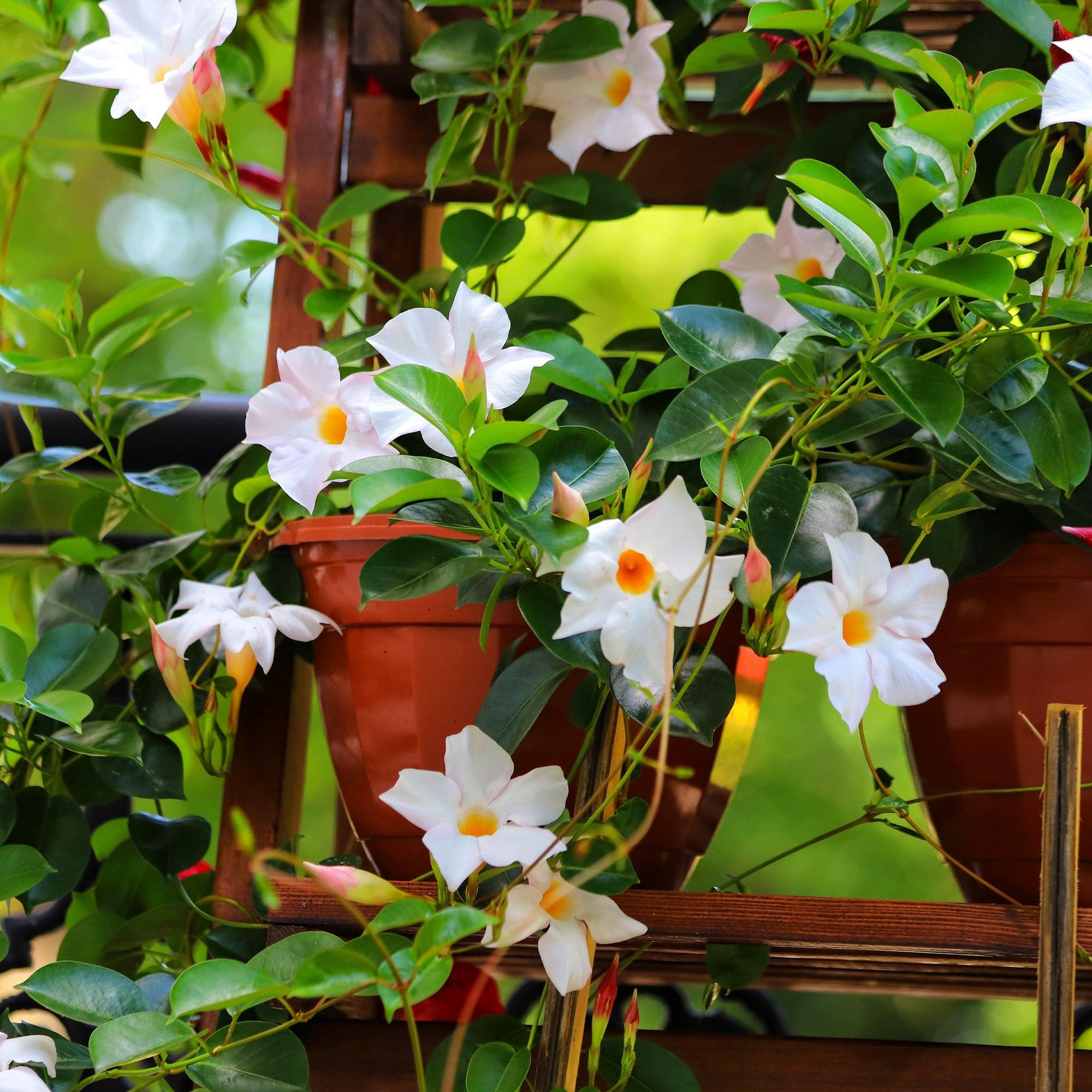 Bakker Jasmin du Brésil plante grimpante pot Ø10,5cm blanc