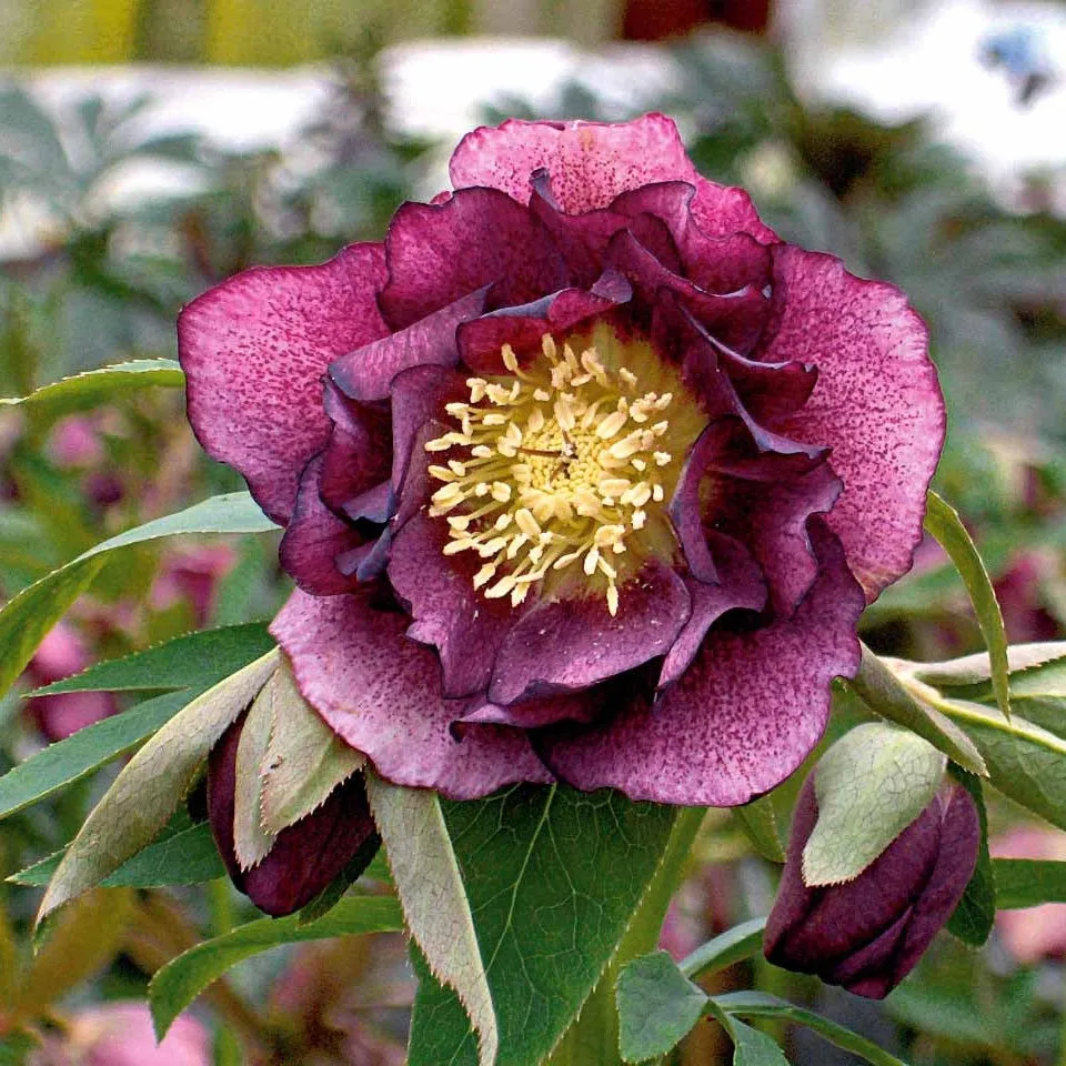 Bakker Terrasse Roses de Noël doubles violette lot 2 hiver