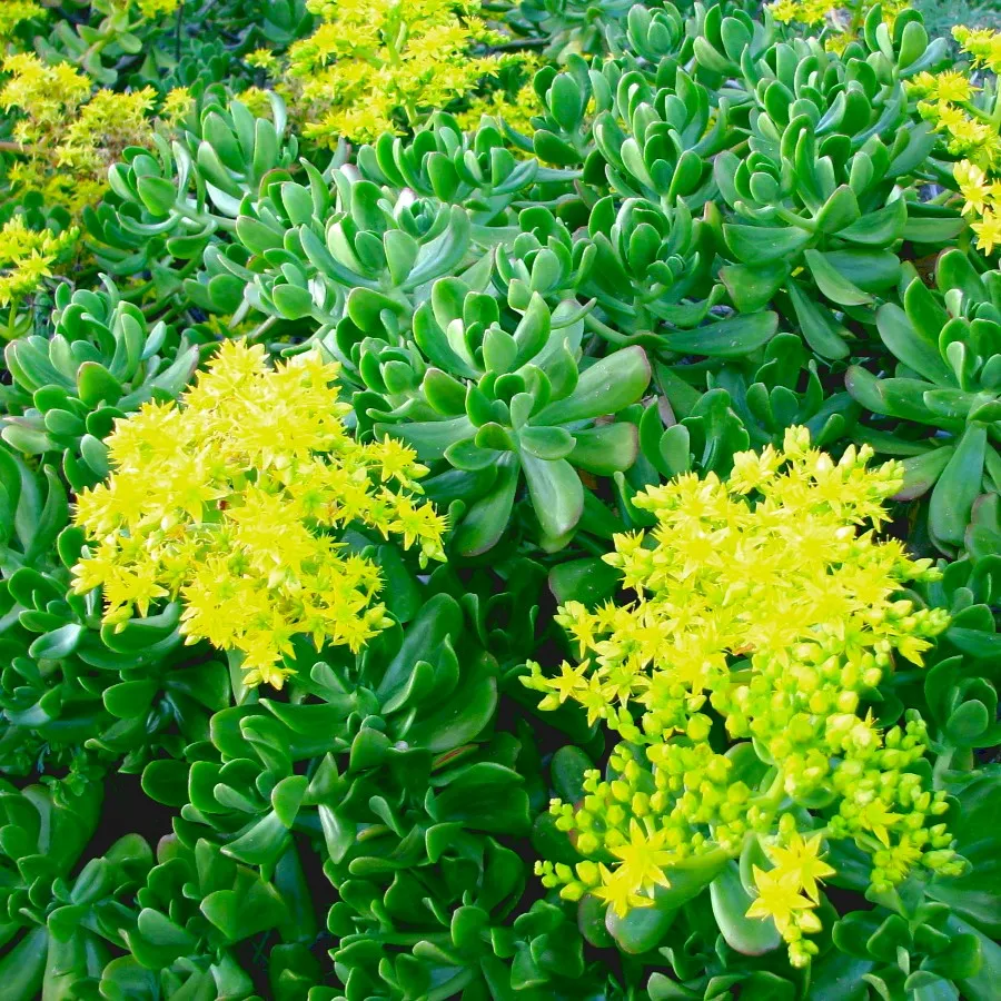 Sedum dendreideum praealtum plante grasse pot 1L jaune