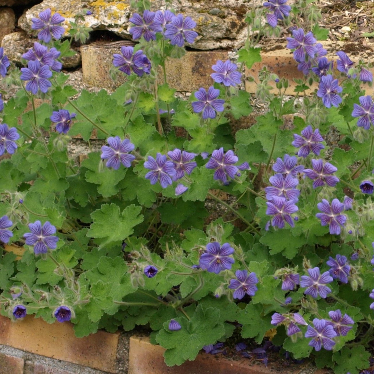 Passion Vivaces Geranium renardii Tschelda plante vivace godet mauve