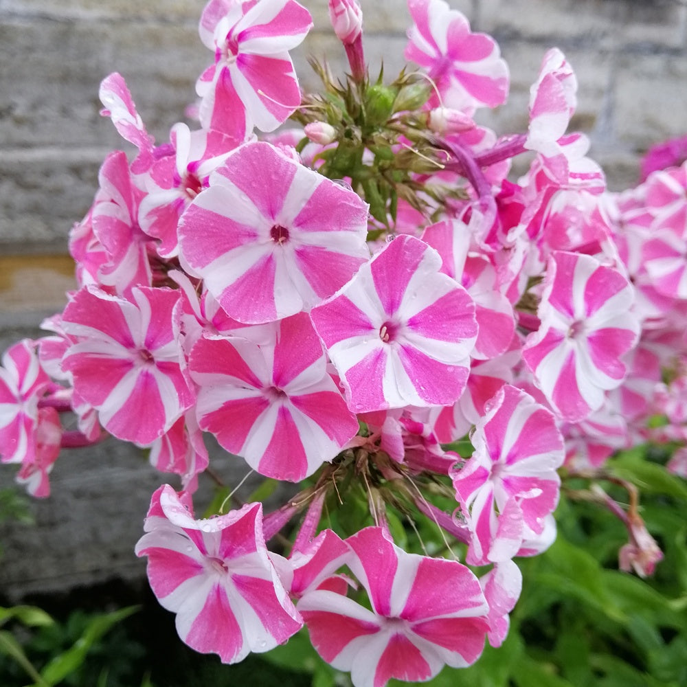 Bakker Peppermint Twist phlox paniculé pot Ø11cm bicolore