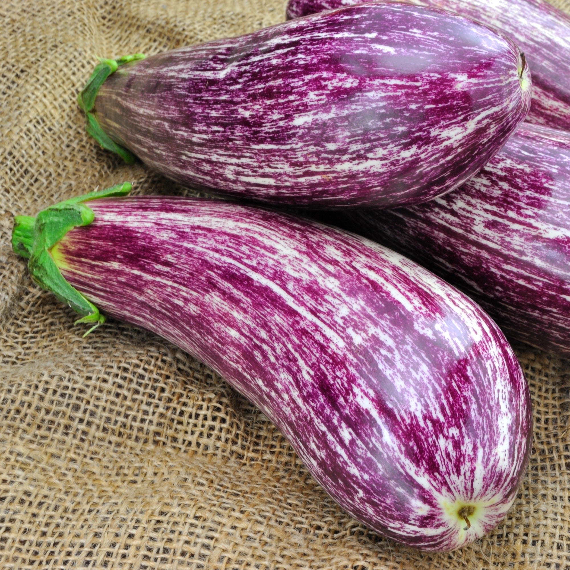 Bakker Listada de Gandia graine aubergine sachet 0,1g striée