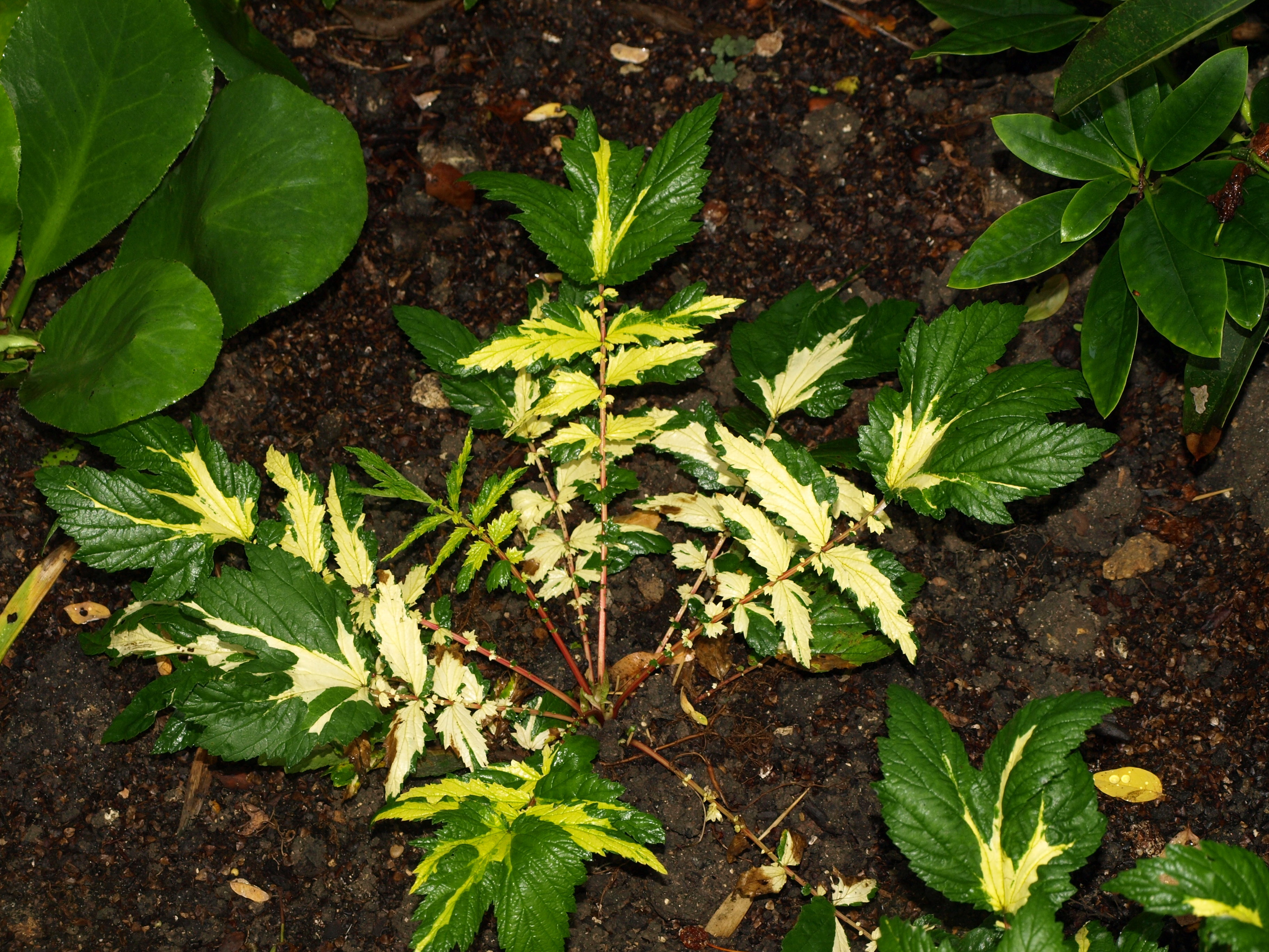 Passion Vivaces Filipendula ulmaria Variegata plante pot 1L blanc