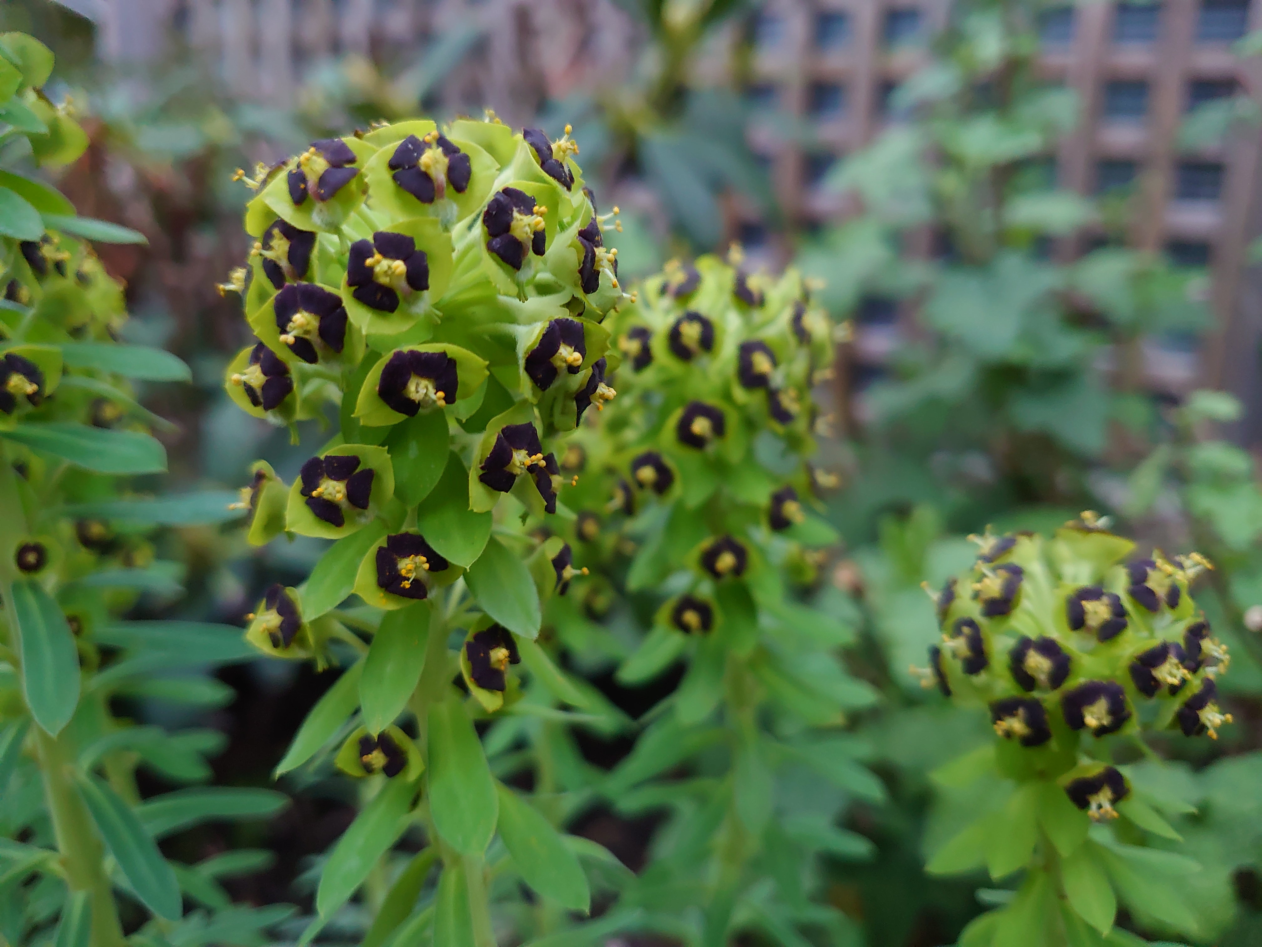 Euphorbia Black Pearl euphorbe pot 1 litre feuillage persistant