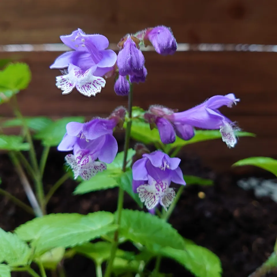 Passion Vivaces Meehania Japan Blau plante vivace pot 1 L bleu