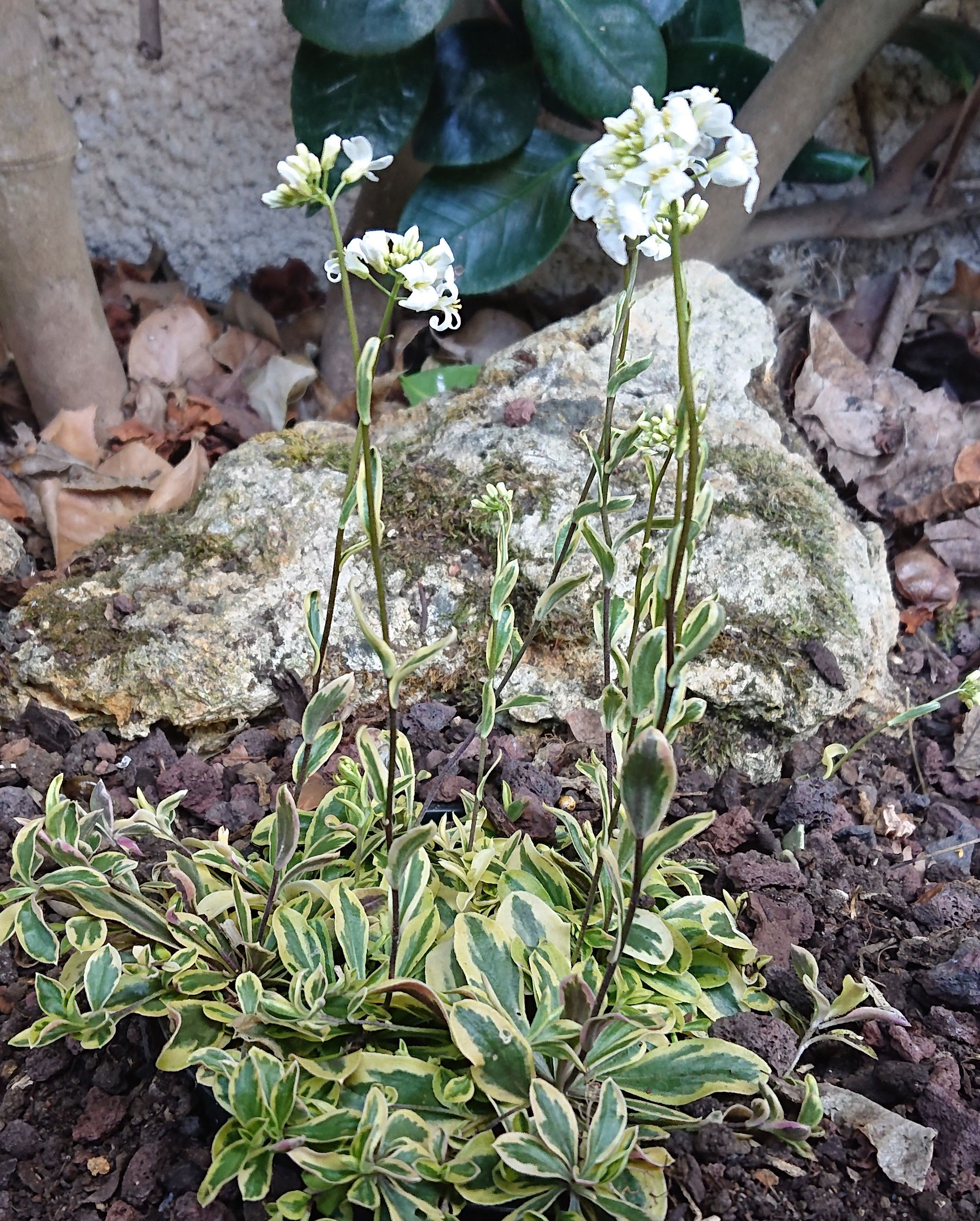Passion Vivaces Arabis ferdinandi Old Gold arabette godet