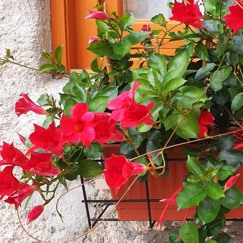 Bakker Jasmin Brésil Dipladénia pot 10,5cm rouge été
