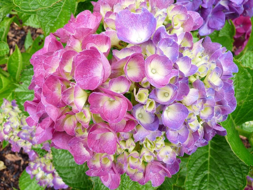 Les Hortensias du Haut Bois Glarnish hortensia macrophylla rose