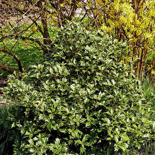 Bakker Osmanthus heterophyllus osmanthe pot 3L 50-60cm blanc