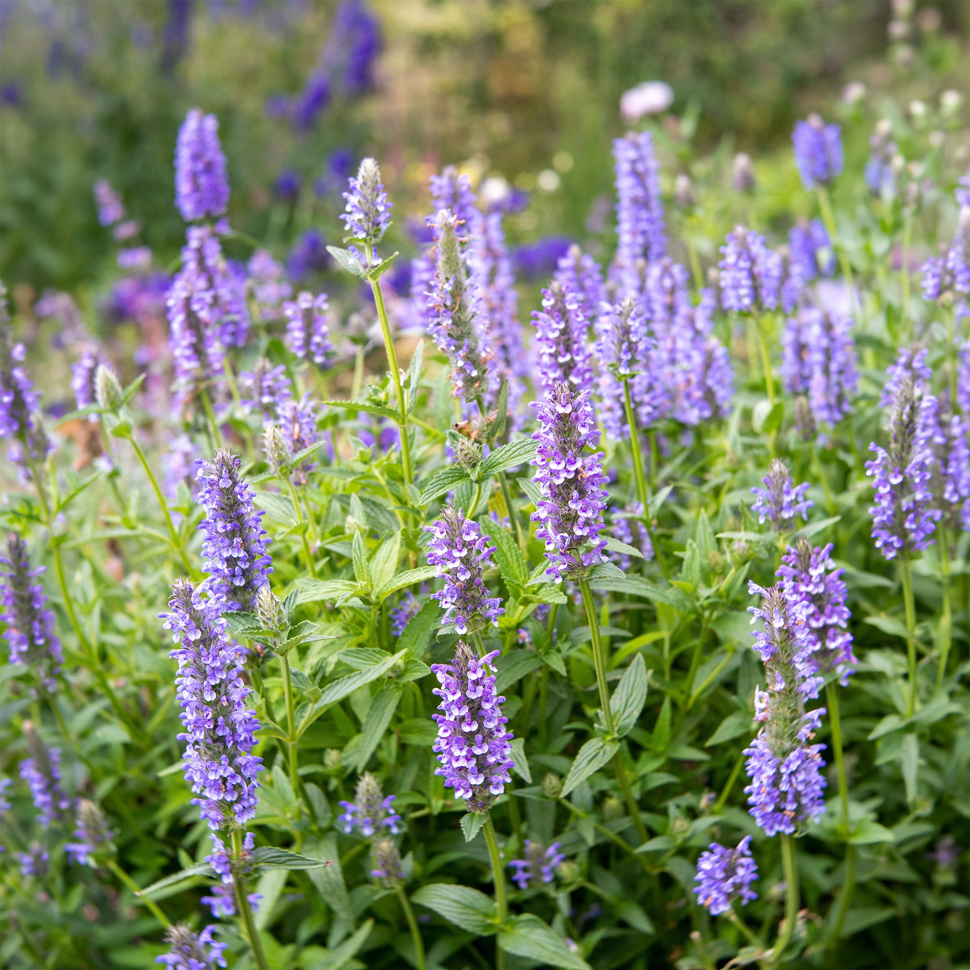 Bakker Nepeta nervosa nepeta nervurée pot 9cm bleue