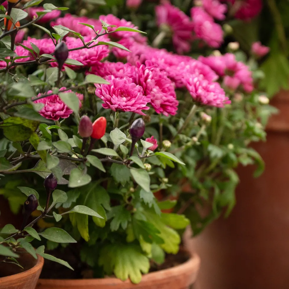 Bakker Chrysanthème fuchsia plante terrasse pot Ø 12cm rose