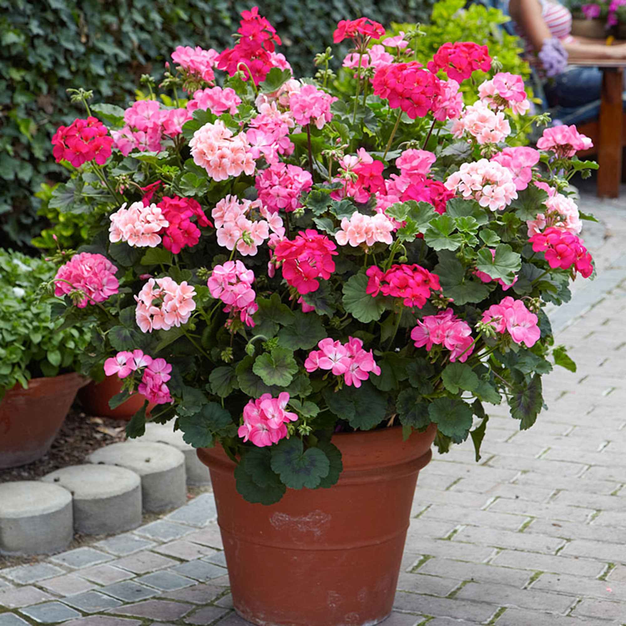 Bakker Géranium zonale rose fleurs pot Ø13cm balcon