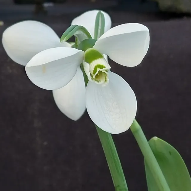 Passion Vivaces GALANTHUS elwesii Polar Bear perce-neige tardif blanc