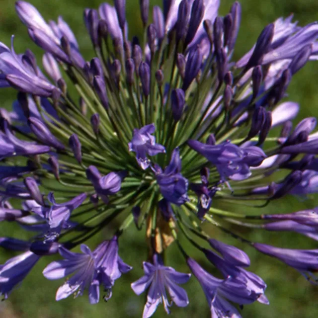 Bakker Plantes vivaces Agapanthe Donau fleur pot 9cm bleu