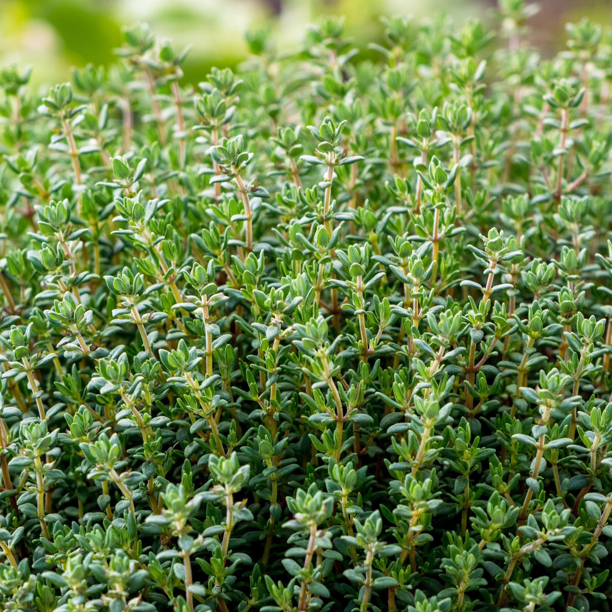 Bakker Potager Thym commun plant Ø 13cm aromatique persistant