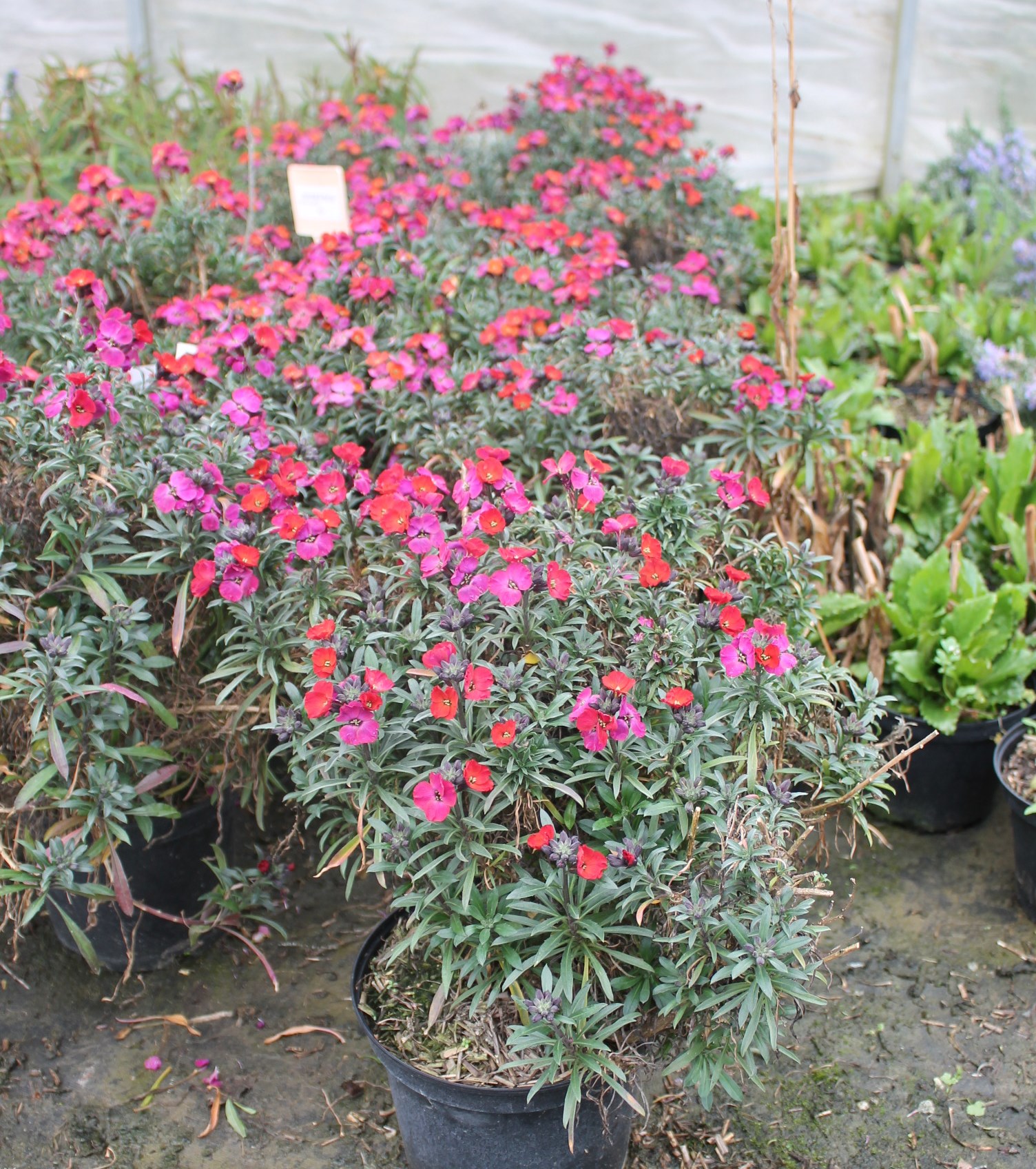 Pépinières Ripoche Erysimum Constant Cheer giroflée violette