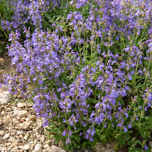 Bakker Sauge feuilles lavande plante vivace pot Ø9cm