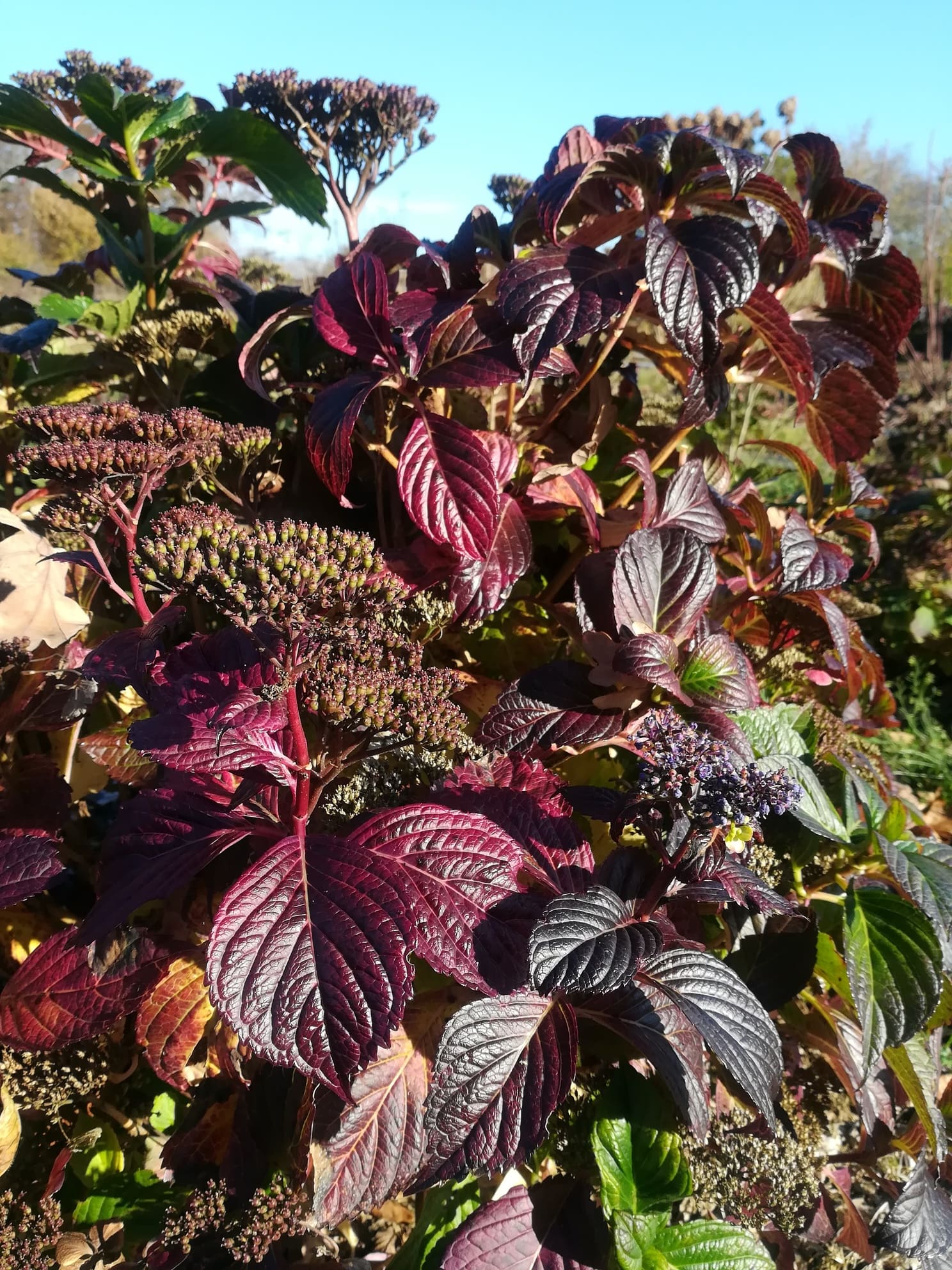 Les Hortensias du Haut Bois Komochiana Seruka hortensia plat