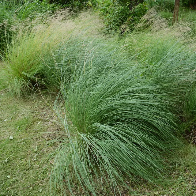 Bakker Muhlenbergia rigens graminée pot 9cm épis argentés