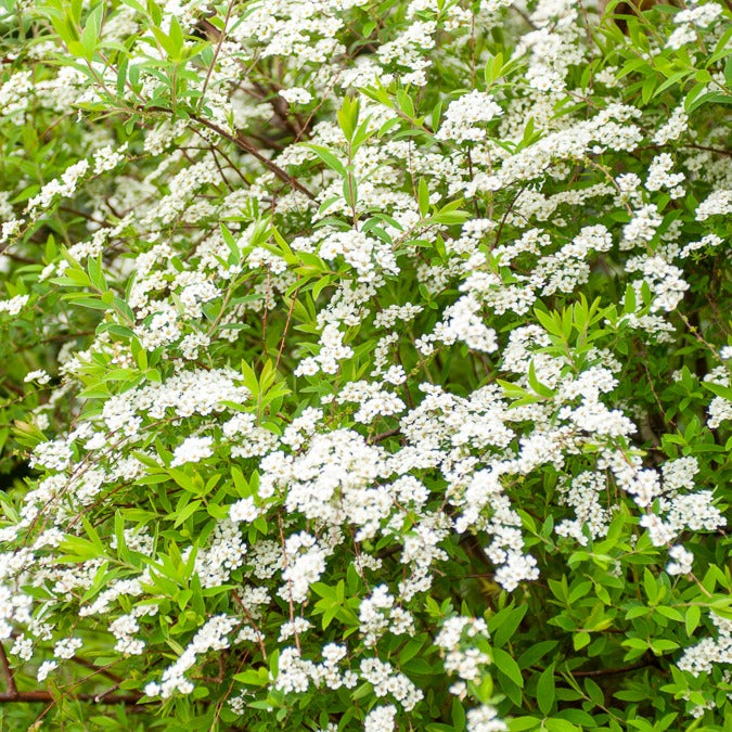 Bakker Spiraea dentelée arbuste fleurs blanches 20-30cm