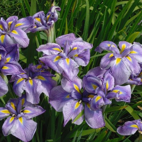 Bakker Iris du Japon plante bassin violette pot 9cm