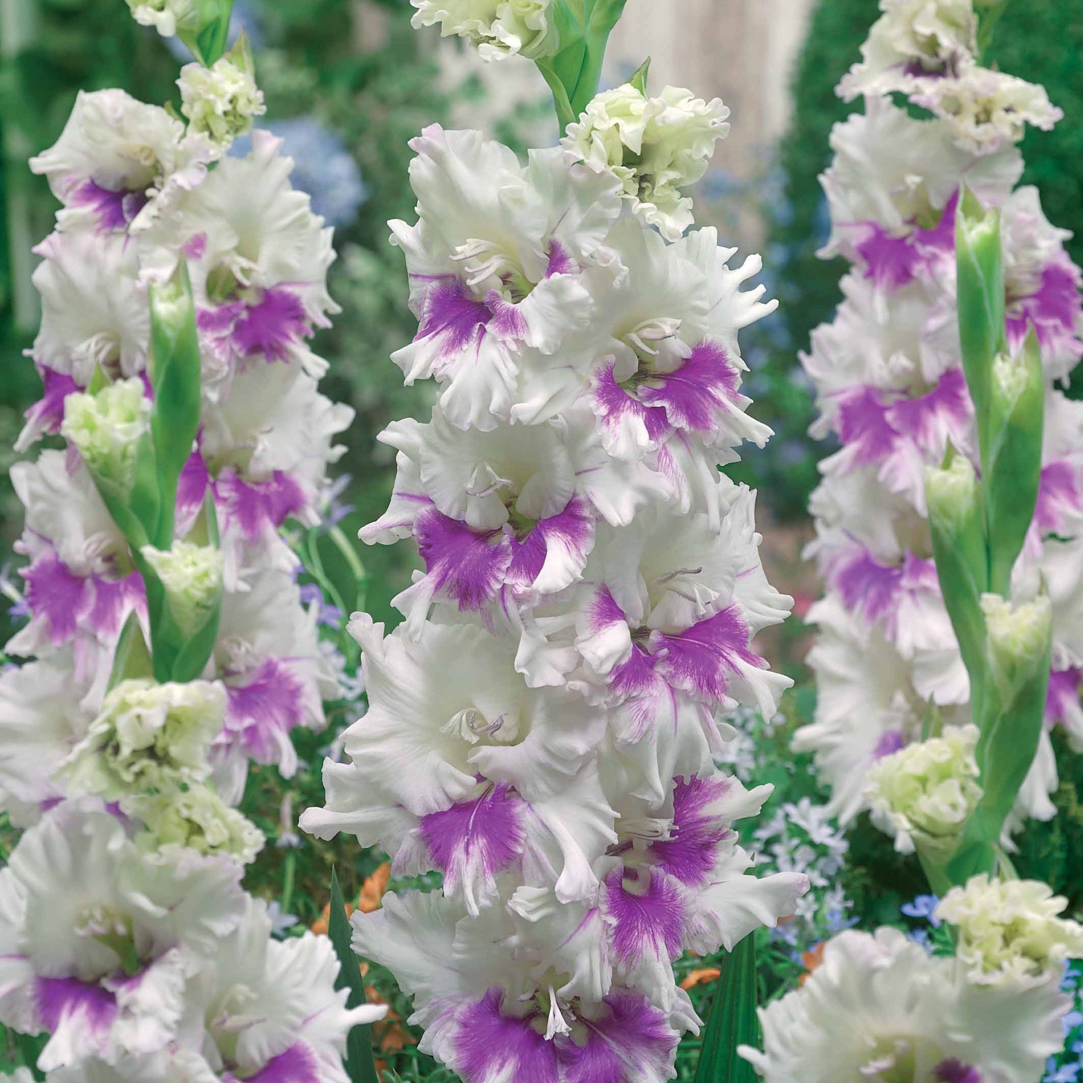 Bakker Bulbes à fleurs 30 Glaïeuls Perroquets Bulbe Mélange Couleurs 10cm+