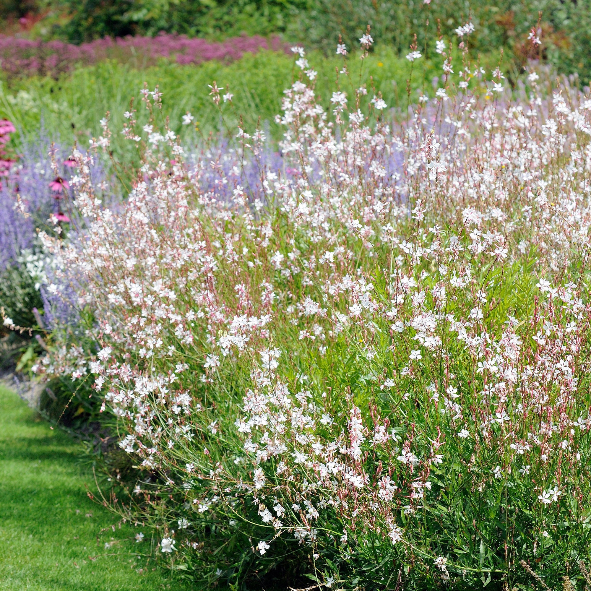 Bakker Terrasses Collection 9 vivaces fleurs blanches racines nues