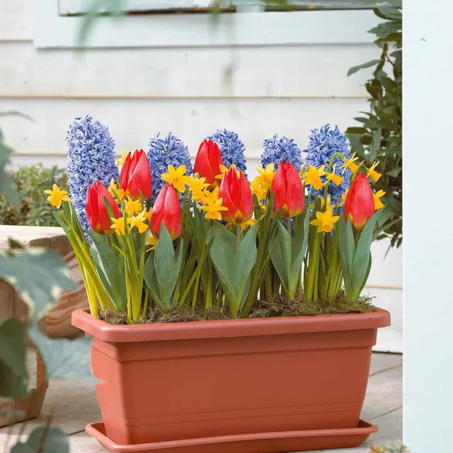 Bakker Printemps à la fenêtre 20 bulbes jacinthe narcisse