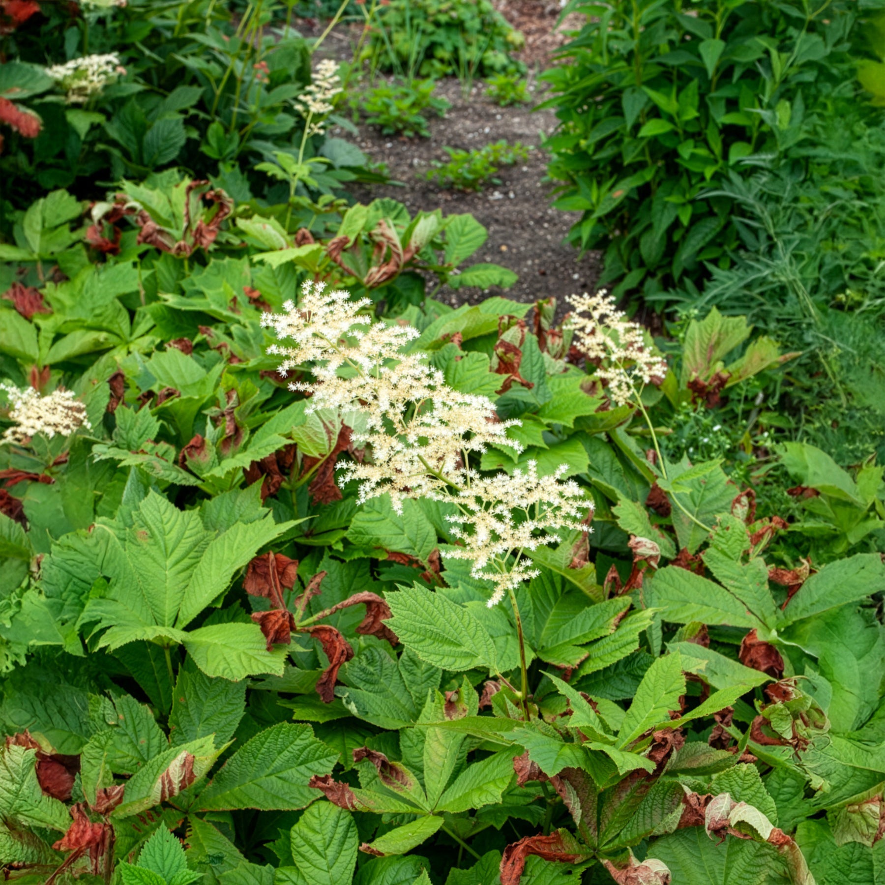 Bakker Rodgersia feuilles larges vivace pot 8cm crème
