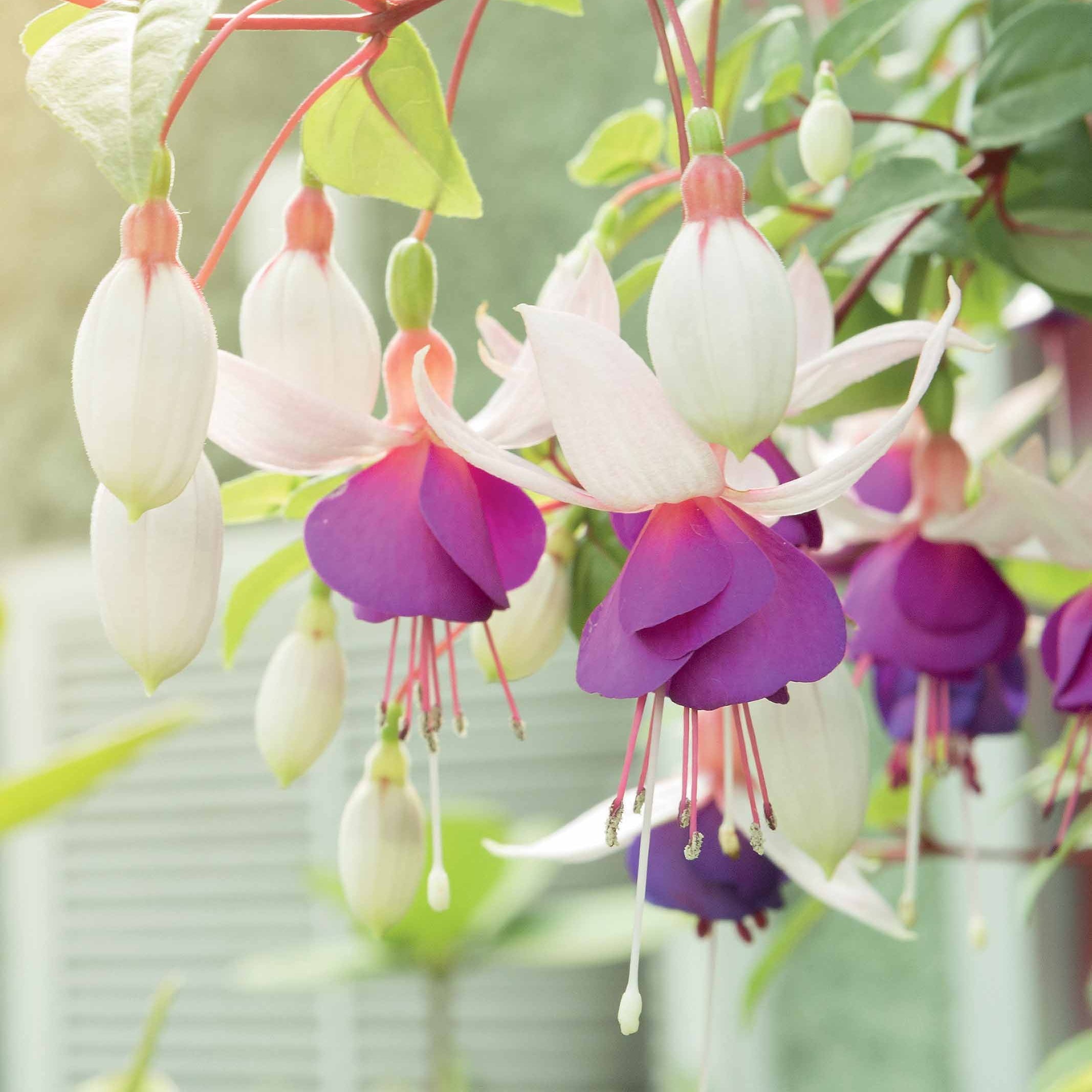 Bakker 6 Fuchsias résistants gel mélange pots Ø9cm blanc