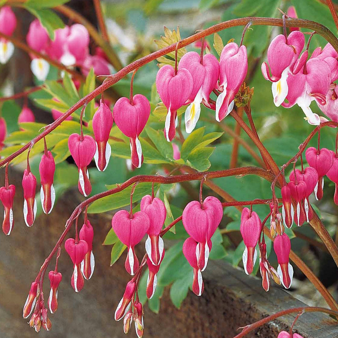 Bakker Plantes vivaces 4 Coeur de Marie racines nues mélange rose blanc 70 cm