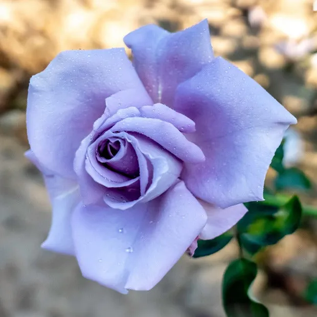 Bakker Rosier Buisson Lune Bleue motte rose lilas parfumé