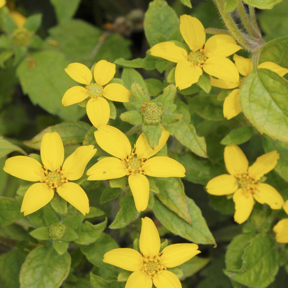 Bakker Genou Doré Plante Vivace Pot Ø 9cm Fleur Jaune