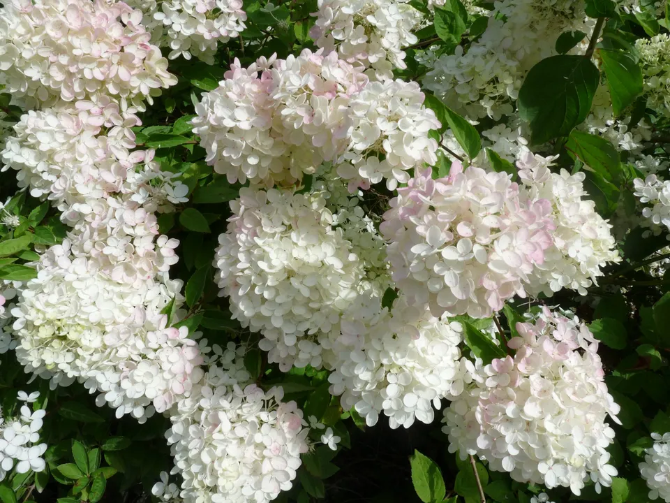 Les Hortensias du Haut Bois Harry's Souvenir Hydrangea paniculata panicule