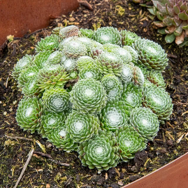 Bakker Joubarbe Arctic White Sempervivum plante grasse pot 9cm