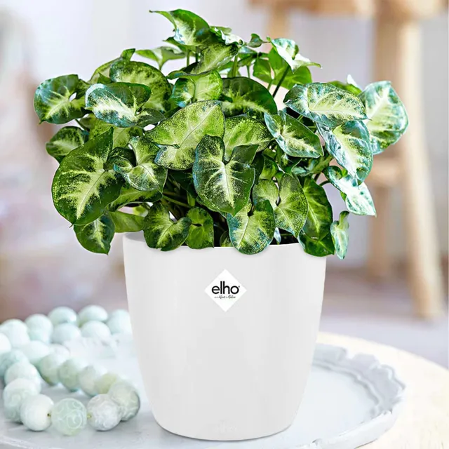 Bakker Plantes d’intérieur Syngonium Pixie plante verte 2 pots Ø12cm