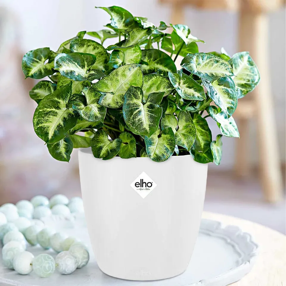 Bakker Plantes d’intérieur Syngonium Pixie plante verte 2 pots Ø12cm