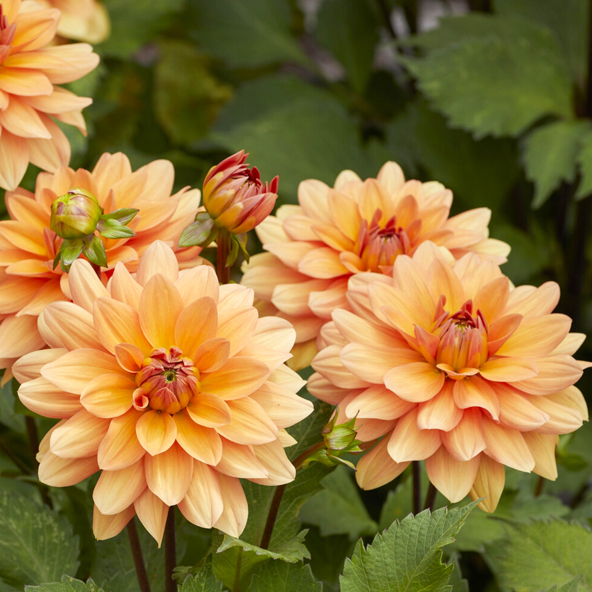 Bakker Yelno Harmony dahlia bulbe sachet 1 saumon 120cm