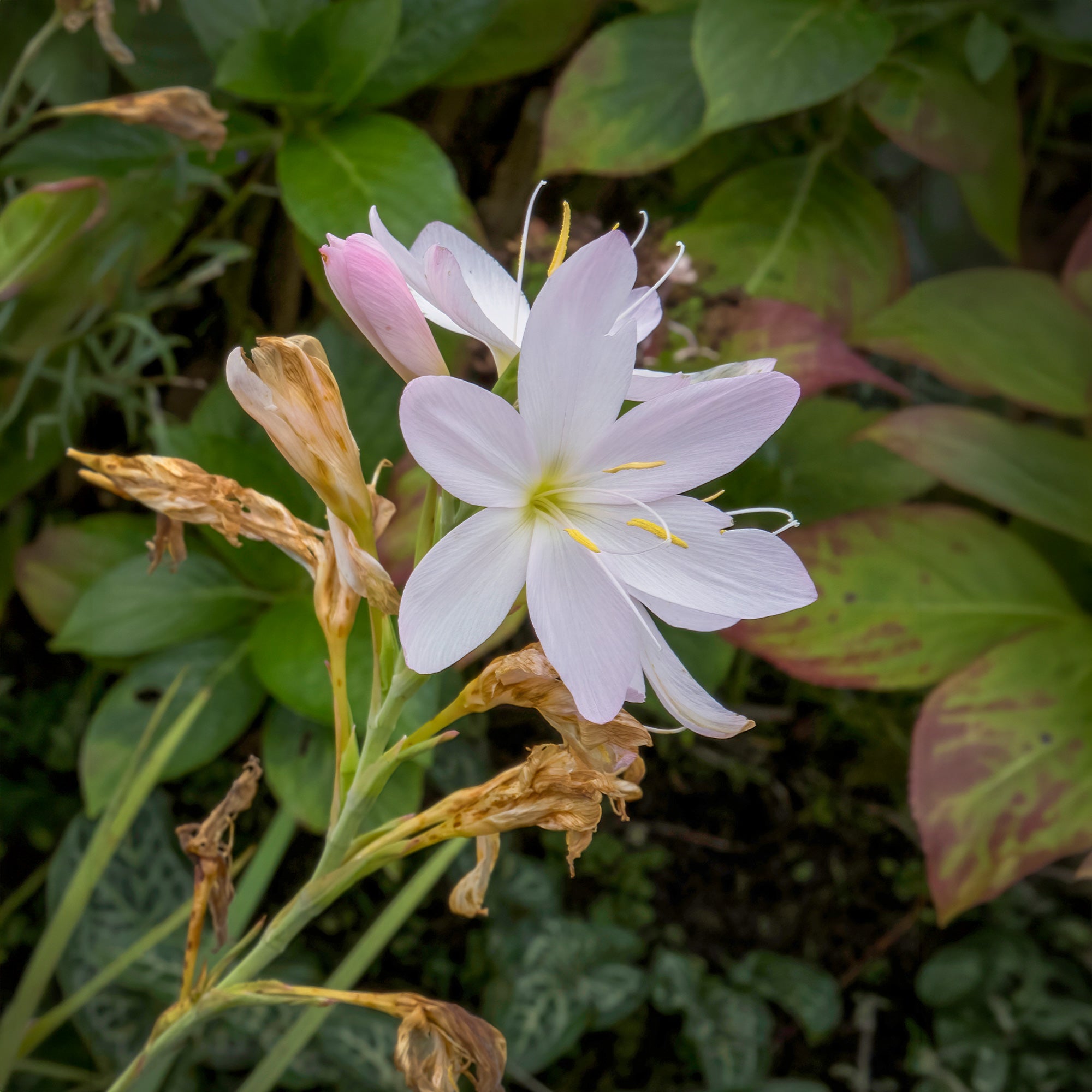 Bakker Lys des cafres blanc vivace pot floraison automne