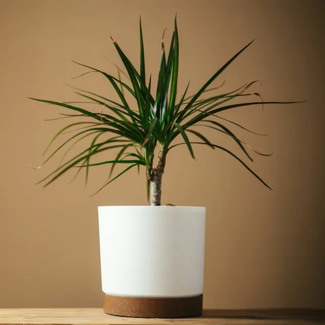 Bakker Dracaena marginata mini plante verte pot Ø 12cm