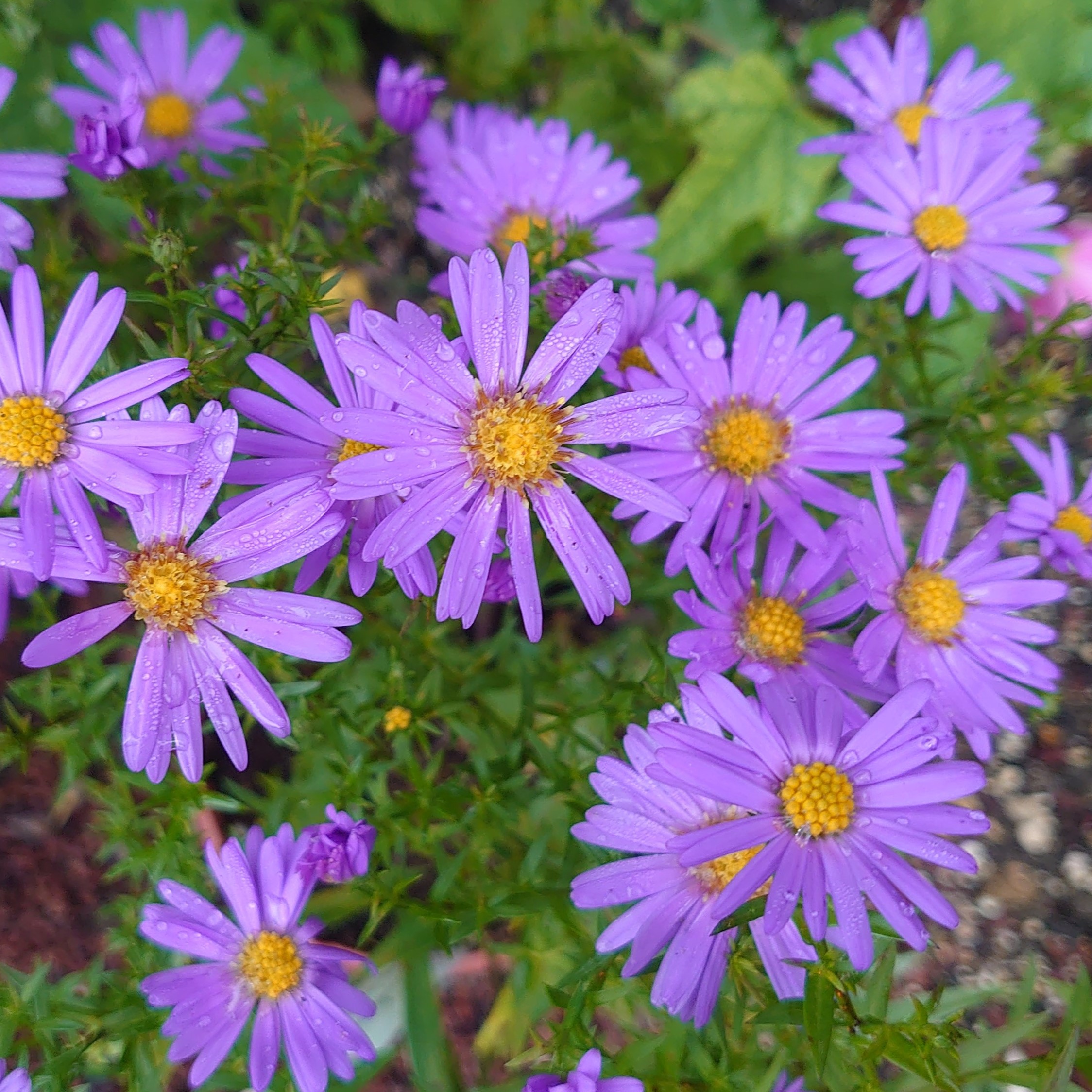 Passion Vivaces ASTER novi-belgii Col. F.R. Durham vivace godet bleu