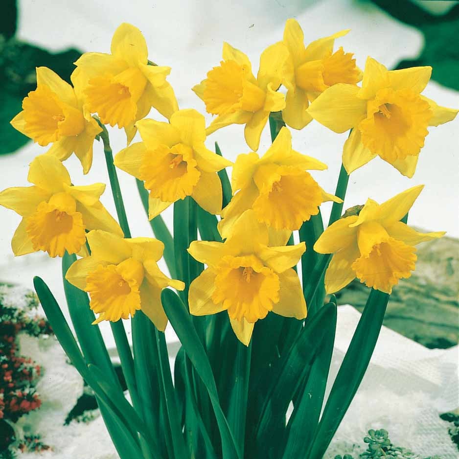 Bakker Narcisses Rijnveld Early Sensation 10 bulbes jaune