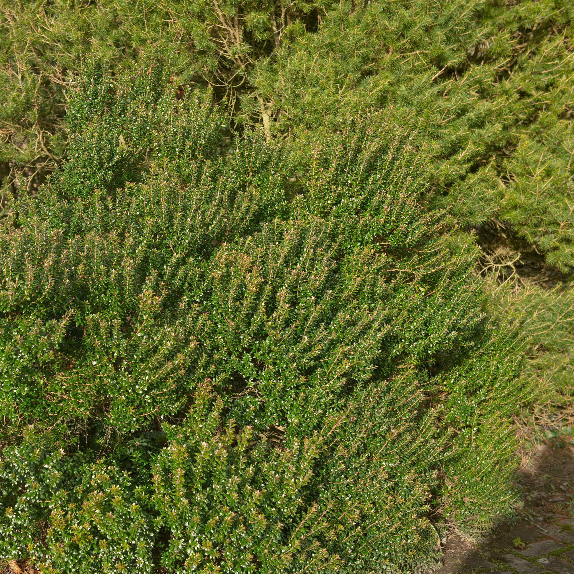 Bakker Tarentina myrte de Tarente pot 9cm persistant