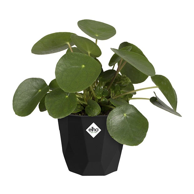 Elho Cache-pot B for Rock noir pièce 14cm