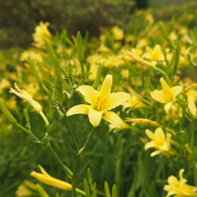 Bakker Hémérocalle citrina vivace pot 9cm jaune