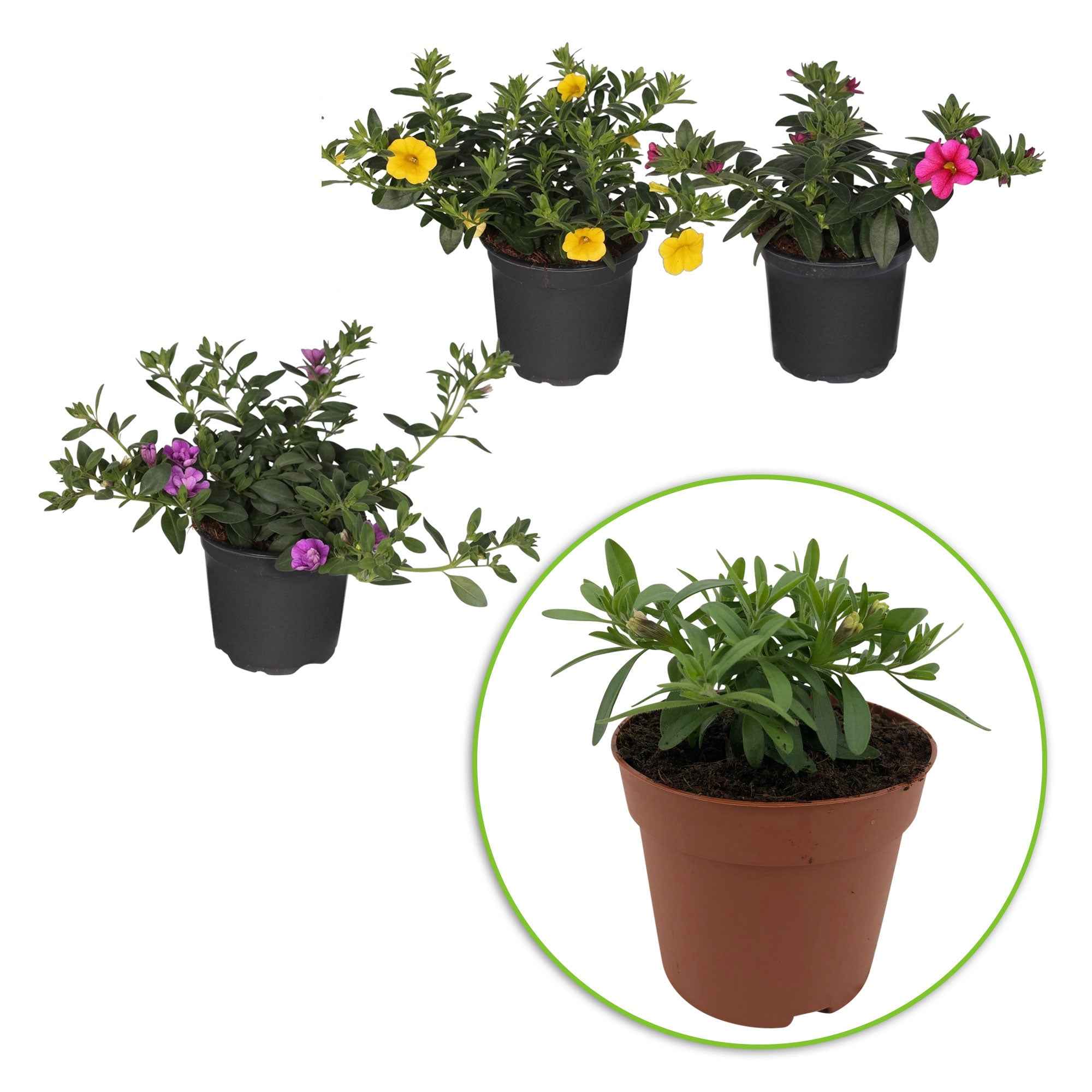 Bakker Calibrachoa mini pétunia 3 pots Ø10,5cm mélange