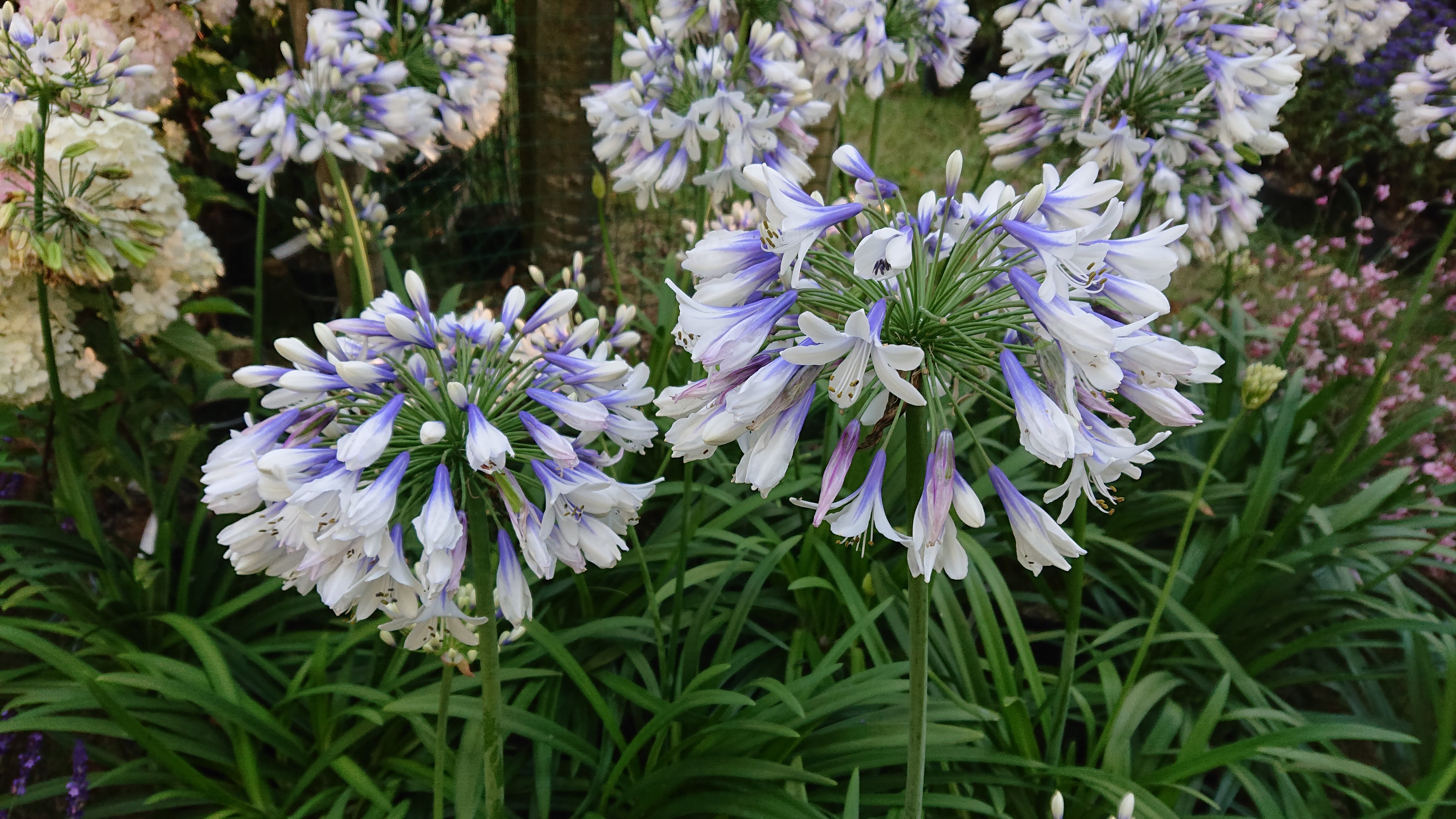 Passion Vivaces Agapanthus plante vivace pot 1L fleurs bleues