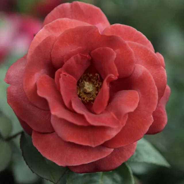 Bakker Rosier Terracotta rosier buisson pot 4L cuivré