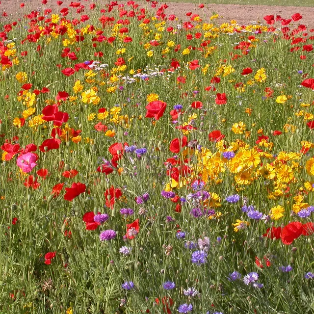 Bakker Mélange fleurs rustiques graines 20g 15m² soleil